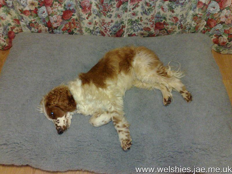 2010-11-27 02.jpg - Old bed, lovely new fluffy cover